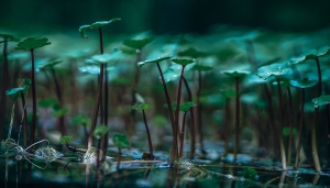 Enchanting Green