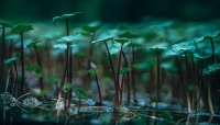 Enchanting Green