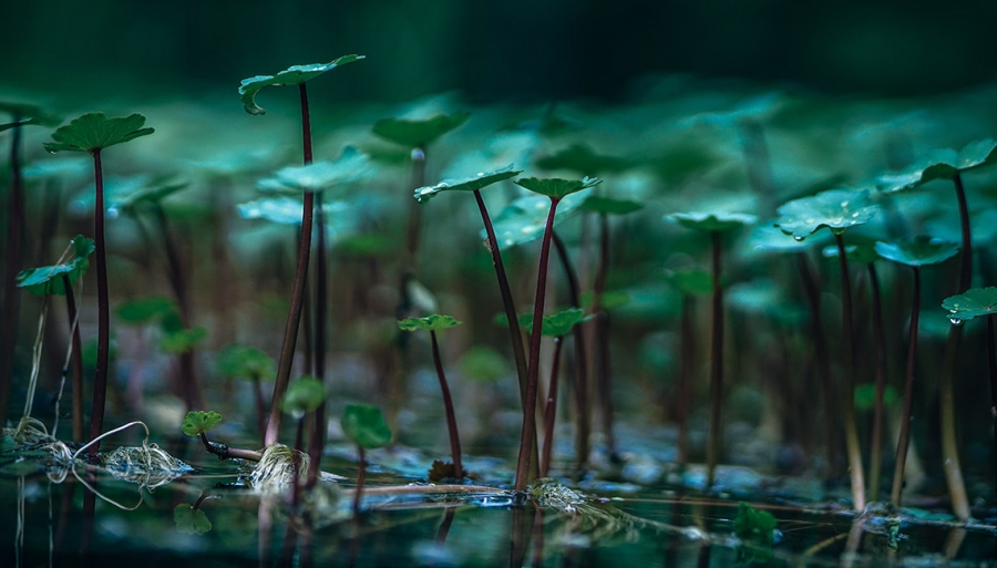 Enchanting Green