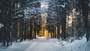 Winter Wonderland