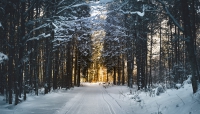 Winter Wonderland