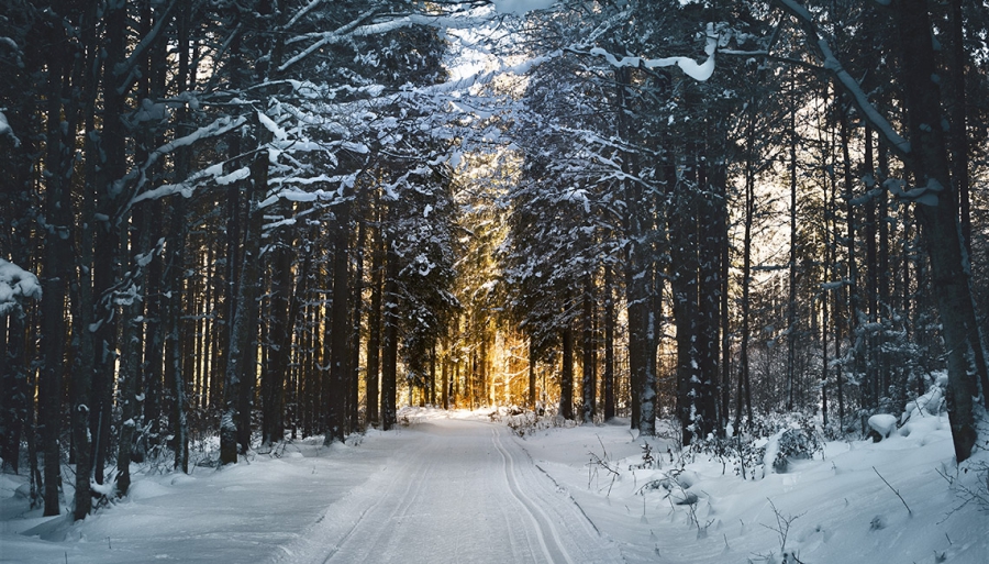 Winter Wonderland