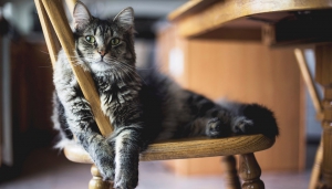 Lovely Cats