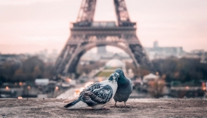 Lovely Couples